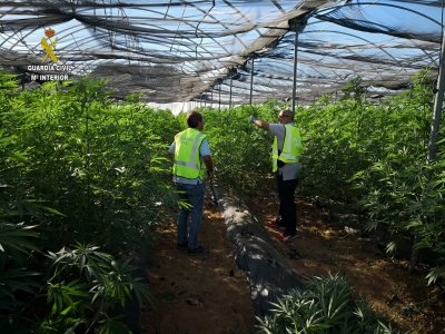 La Guardia Civil desmantela un cultivo de 2.500 plantas de marihuana en Villamanrique de la Condesa