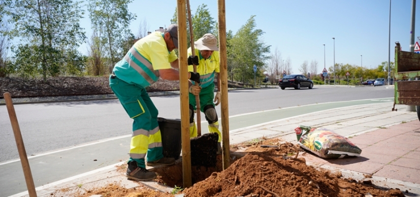 Mairena adjudica, por unos 410.000 euros, la renovación de sus alcorques, quinto de los ejes del plan Mairena Al Día