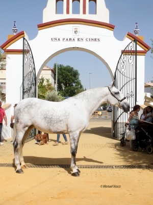 Las mejores yeguadas se dar&aacute;n cita en el Concurso Morfofuncional  de Pura Raza Espa&ntilde;ola de &lsquo;Una  Par&aacute; en Gines&rsquo;, que mantiene la m&aacute;xima categor&iacute;a internacional