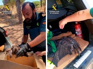 La Guardia Civil rescata una &aacute;guila ratonera en La Puebla del R&iacute;o