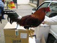 La Guardia Civil desarticula un grupo dedicado al robo de gallos de pelea en Carmona