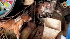 La Guardia Civil y Polic&iacute;a Local de Sanl&uacute;car la Mayor, rescatan a 28 perros enjaulados en condiciones lamentables
