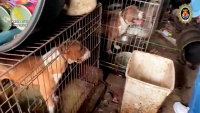 La Guardia Civil y Policía Local de Sanlúcar la Mayor, rescatan a 28 perros enjaulados en condiciones lamentables