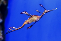 Los dragones del mar llegan al Acuario de Sevilla, una de las especies m&aacute;s extraordinarias del oc&eacute;ano