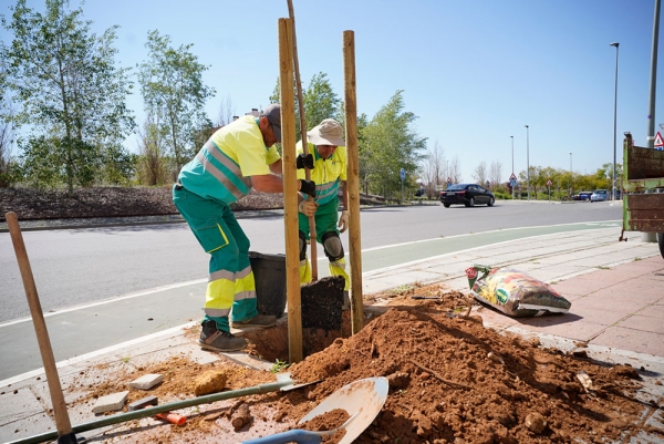 El Ayuntamiento de Mairena planta 72 &aacute;rboles tras los temporales