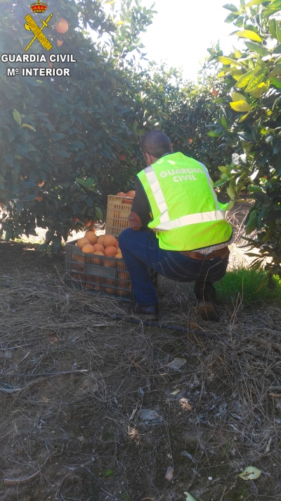 La Guardia Civil contra el robo de naranjas en las fincas agr&iacute;colas