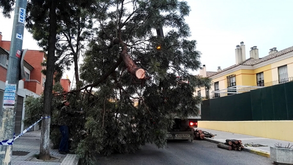 Fiscal&iacute;a y Junta de Andaluc&iacute;a respaldan la legalidad de la intervenci&oacute;n en el arbolado de Montelar