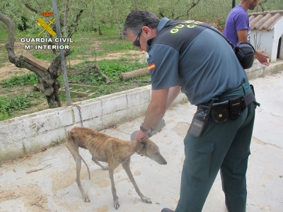 La Guardia Civil investiga a un vecino de Sanl&uacute;car la Mayor acusado de maltrato a sus cuatro perros