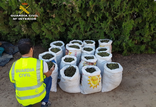 Desmantelandos dos puntos de cultivo y elaboración de Marihuana en Sanlúcar la Mayor
