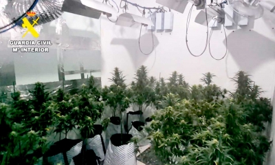 Desmantelada una plantación de marihuana oculta en una vivienda de Bormujos
