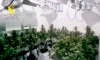 Desmantelada una plantaci&oacute;n de marihuana oculta en una vivienda de Bormujos