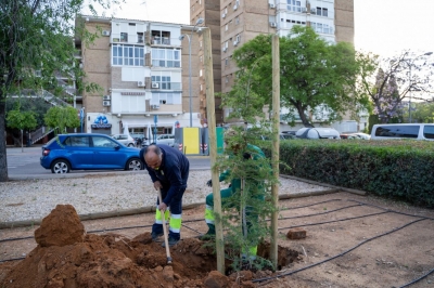 Mairena planta seis cedros que se convertir&aacute;n en &aacute;rboles de navidad