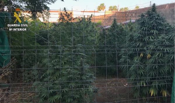 La Guardia Civil detiene en Pilas a un vecino que ten&iacute;a una plantaci&oacute;n de marihuana en el patio de su vivienda